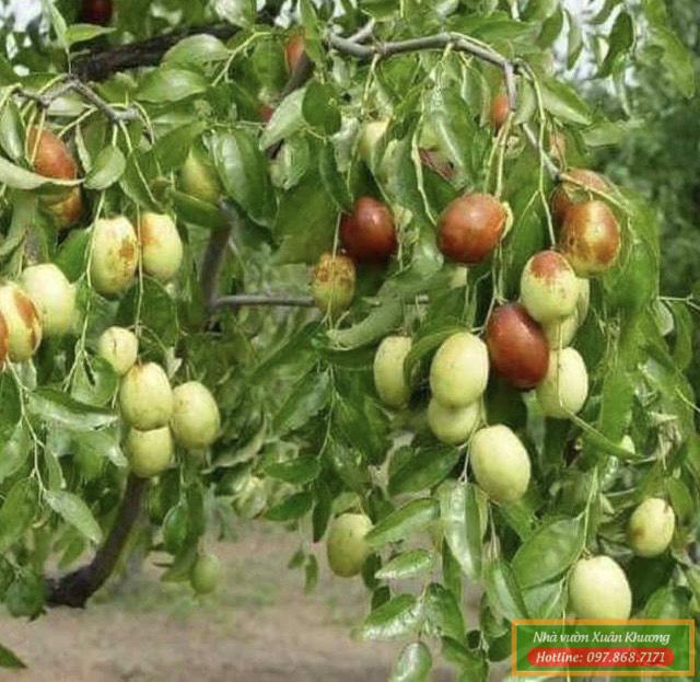 cây táo tầu đỏ (3)