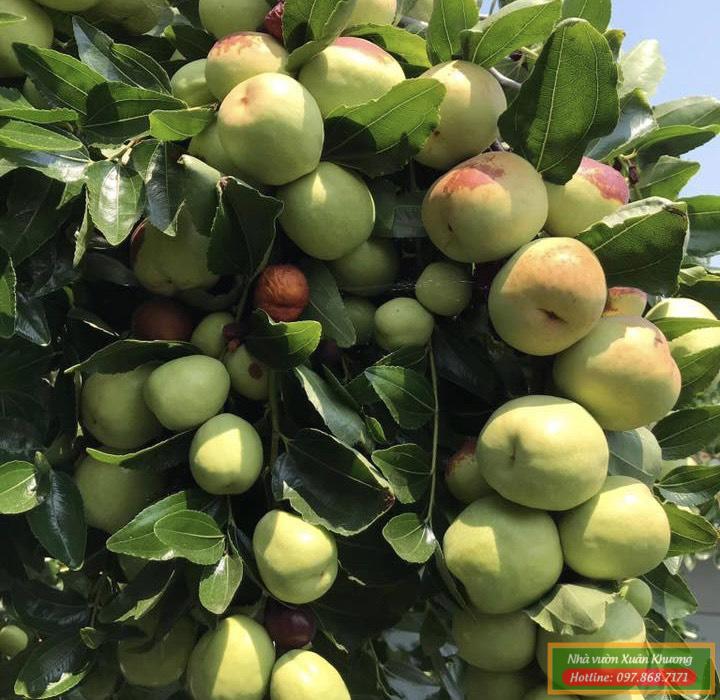 cây táo tầu đỏ (4)