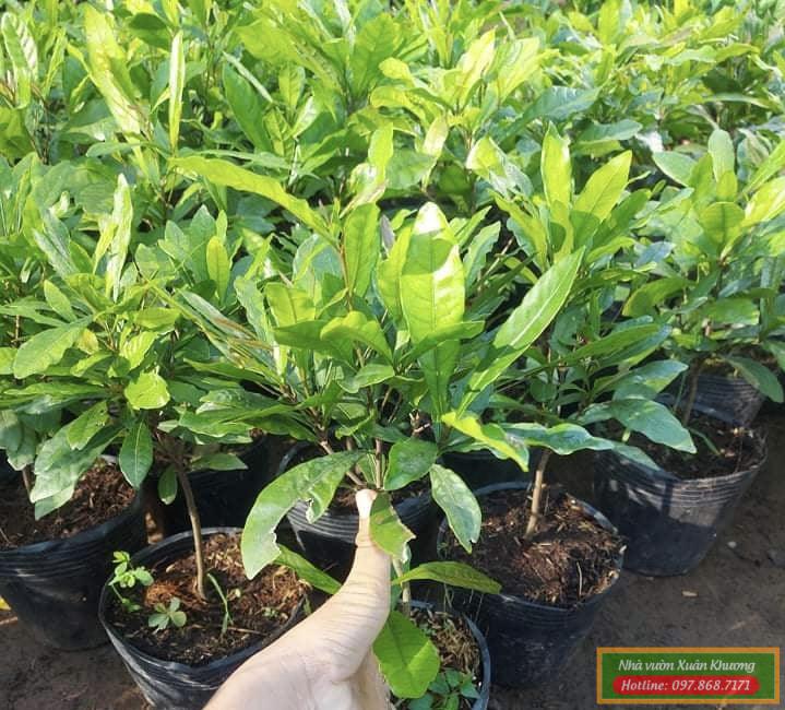 cây thần kỳ giống