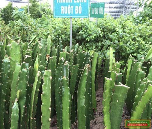 cây thanh long đỏ giống (2)