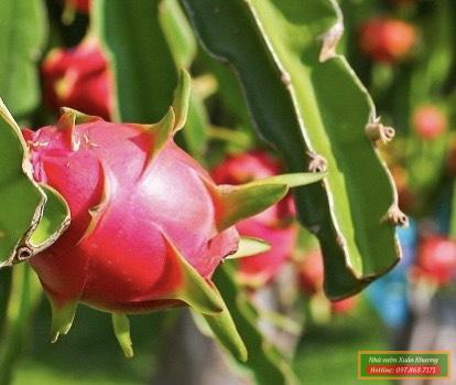 cây thanh long đỏ