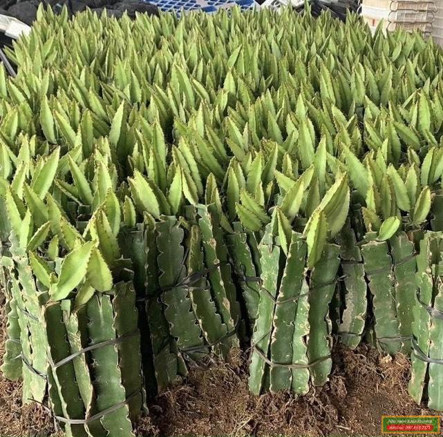 cây thanh long vàng giống (1)