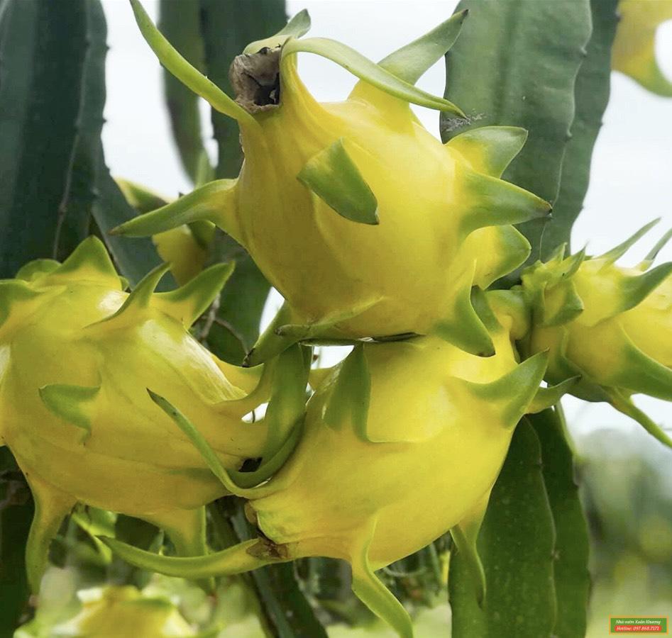 cây thanh long vàng thu quả