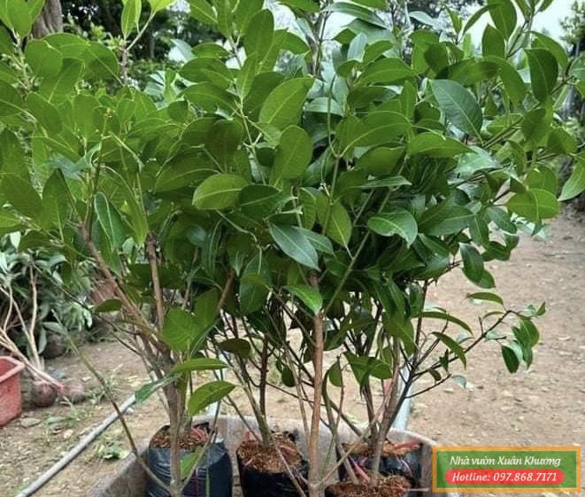 cây thanh trà giống