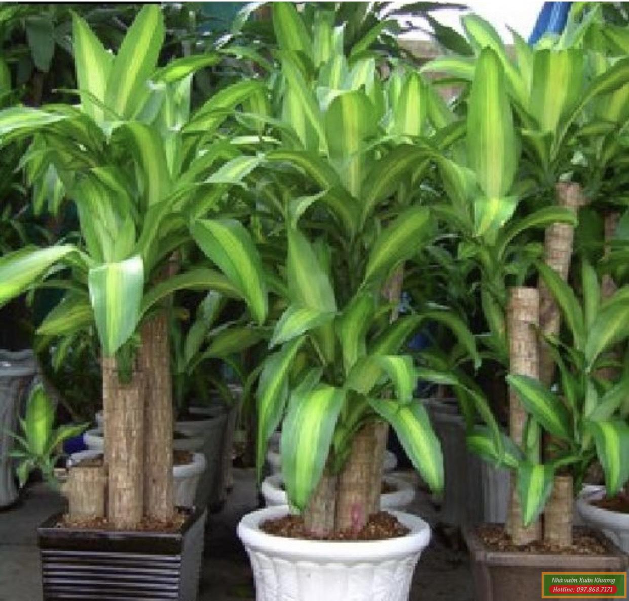 cây thiết mộc lan đẹp (1)