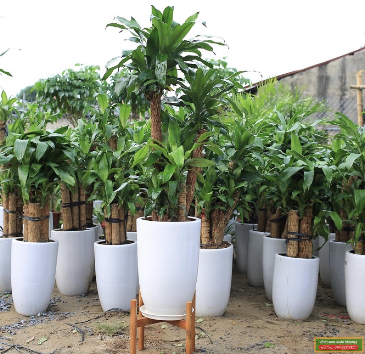 cây thiết mộc lan đẹp (2)