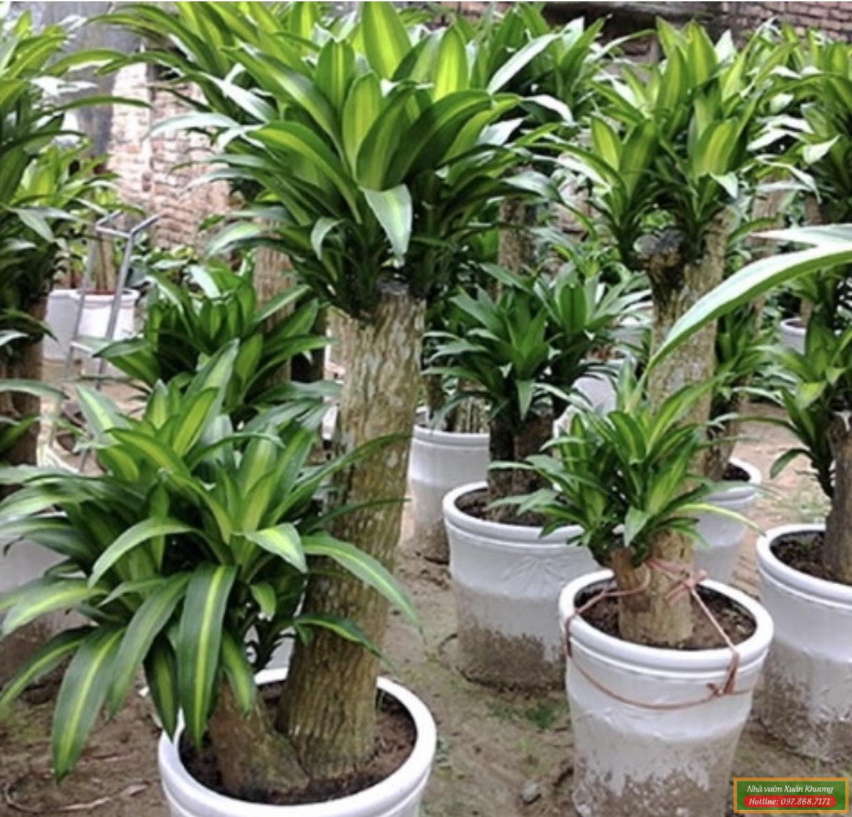 cây thiết mộc lan đẹp (3)