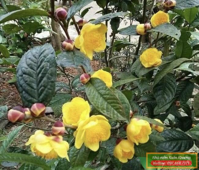 cây trà hoa vàng (2)
