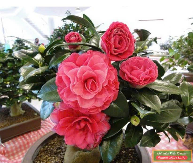 cây trà my tứ quý