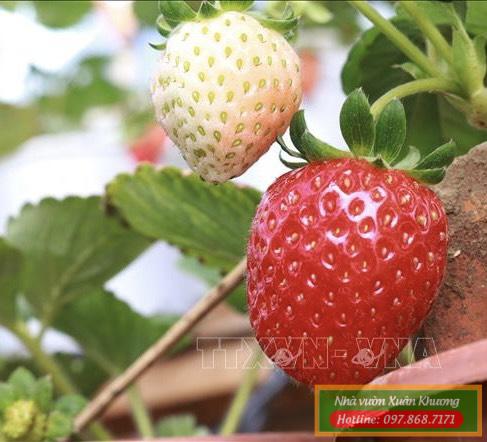 cây trái dâu tây (4)