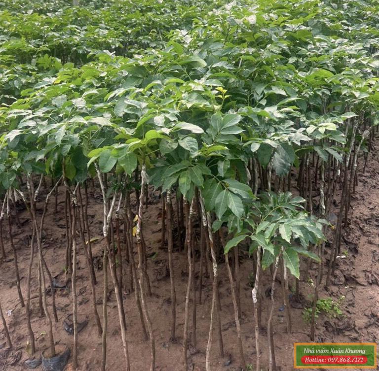 cây trám đen giống