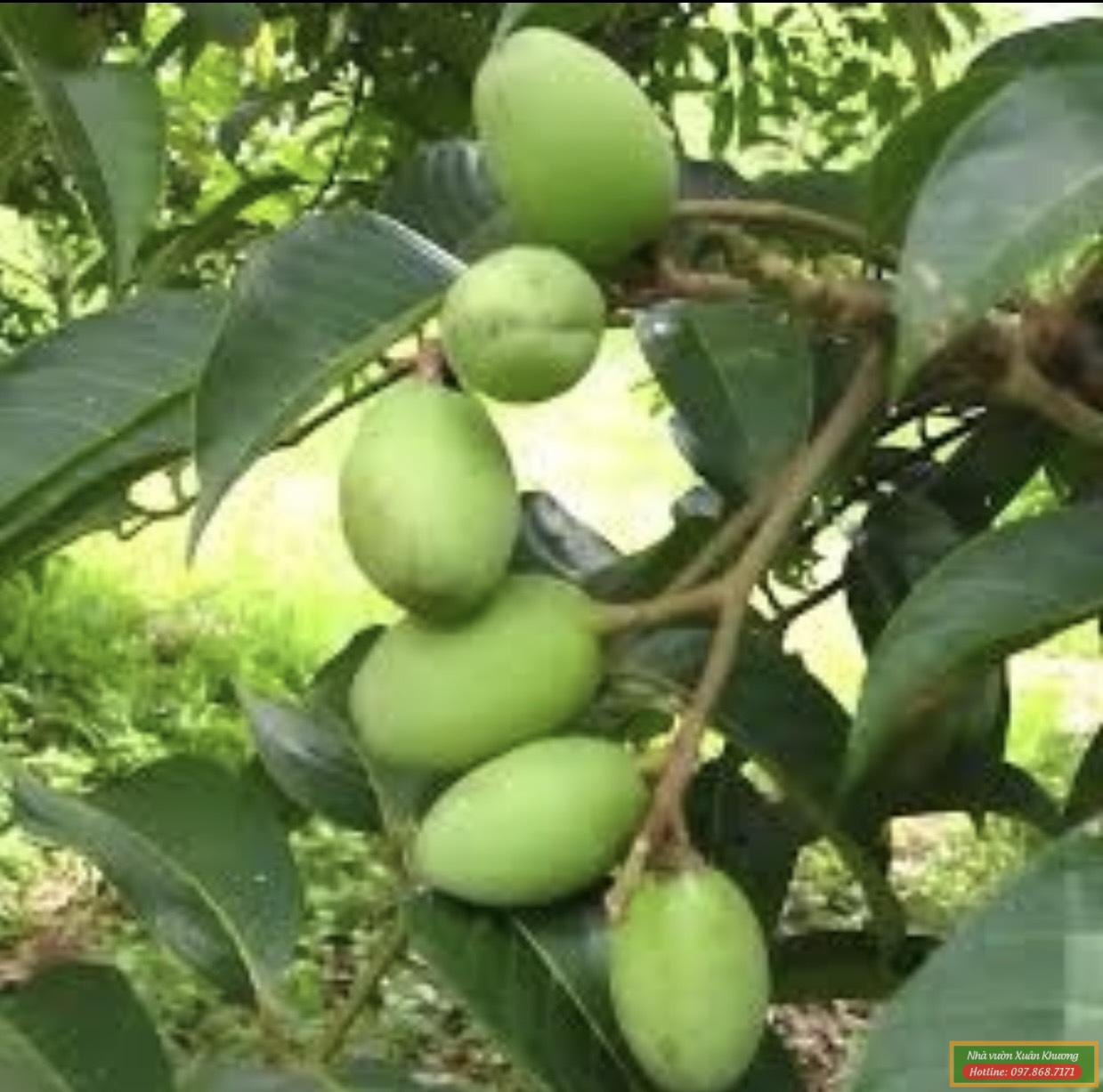 cây trám trắng (1)