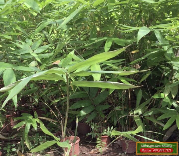 cây tre khổng lồ thái lan giống