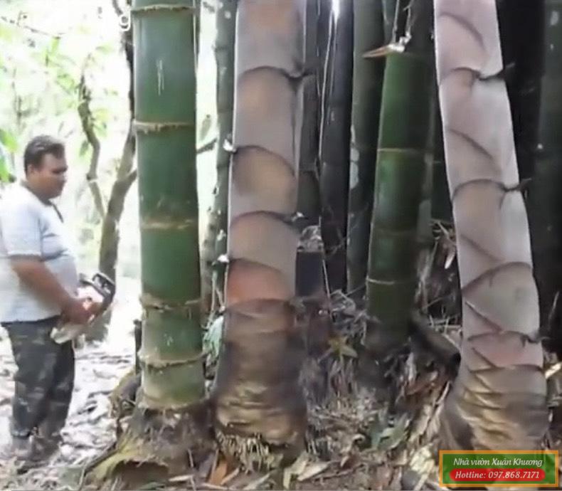 cây tre khổng lồ thái lan