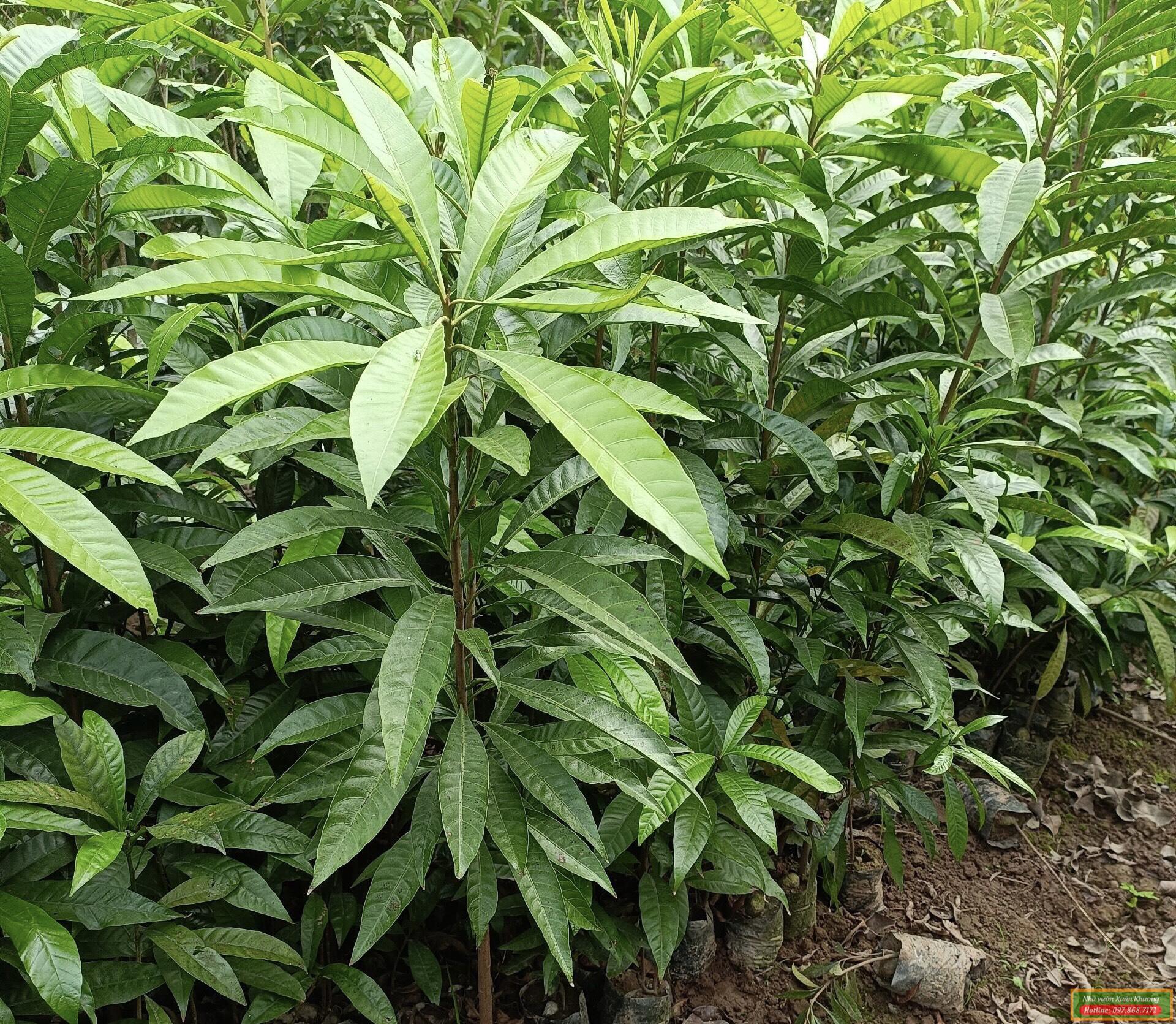 cây trứng gà giống