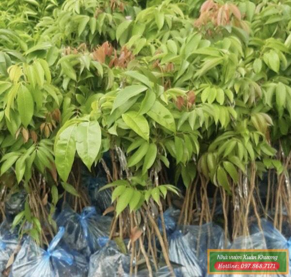 cây vải thiều giống