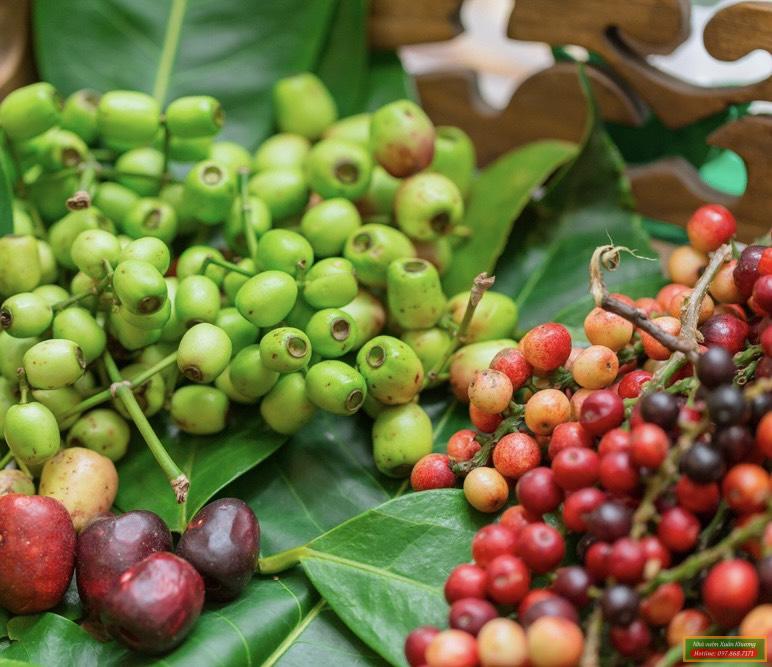 cây vối nếp (1)