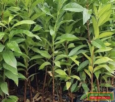 cây vối nếp giống