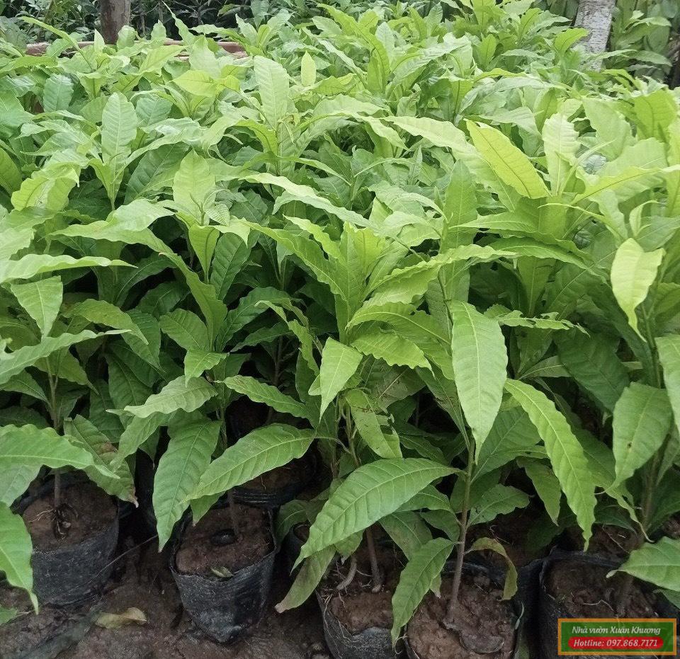 cây vú sữa hoàng kim giống (2)