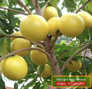 cây vú sữa hoàng kim