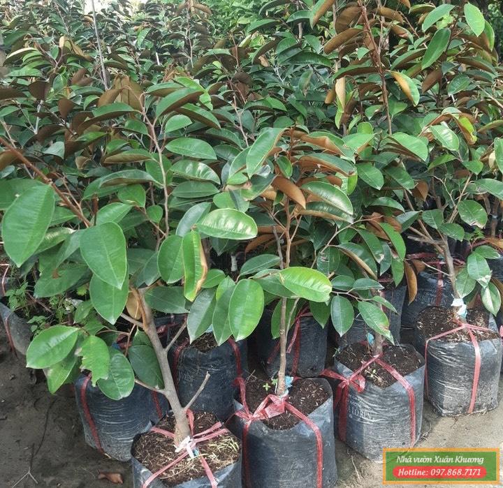 cây vú sữa lò rèn giống