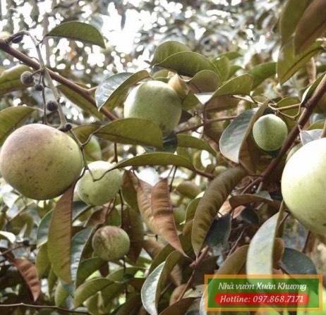 cây vú sữa lò rèn