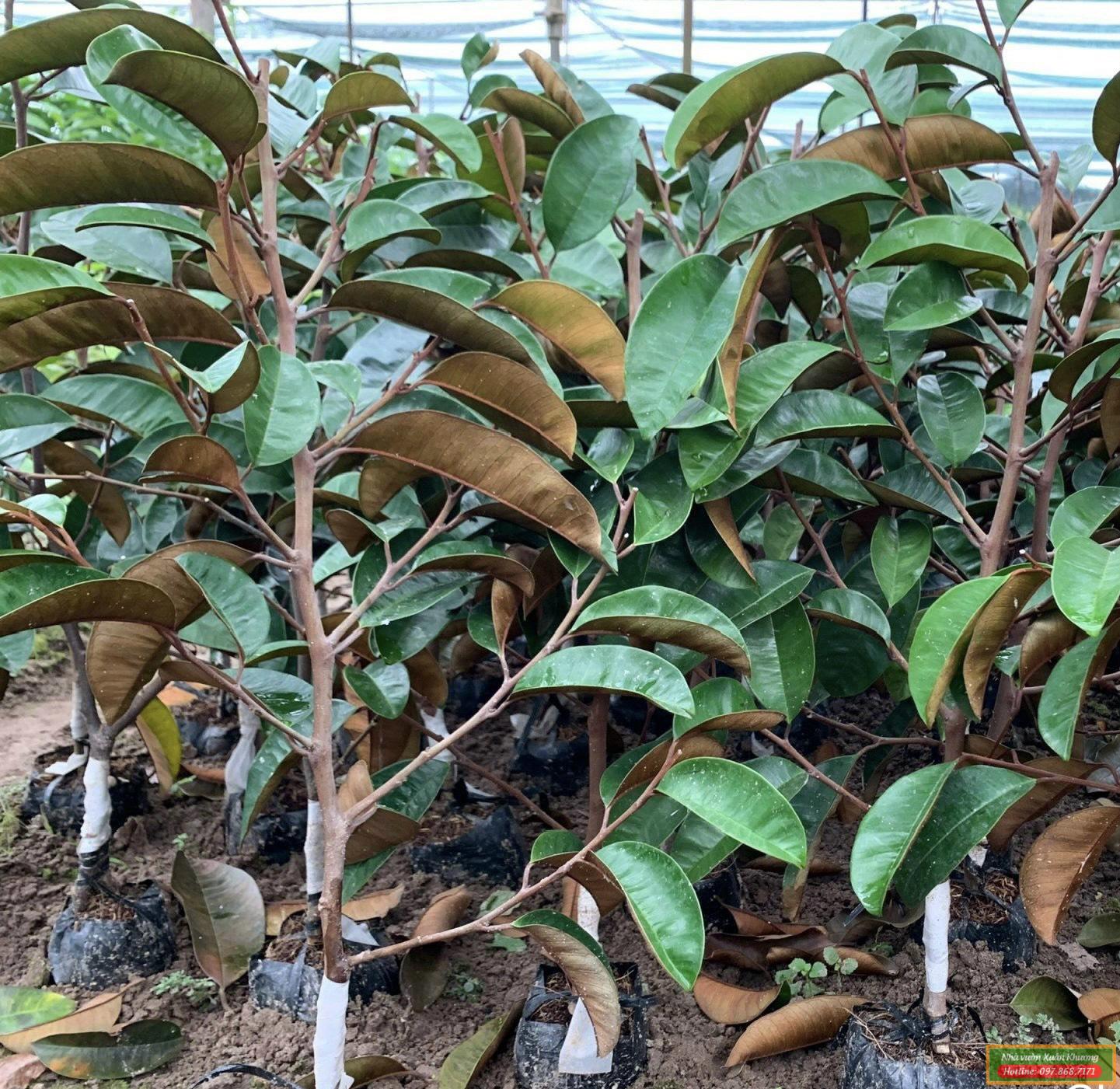 cây vú sữa tím mica giống