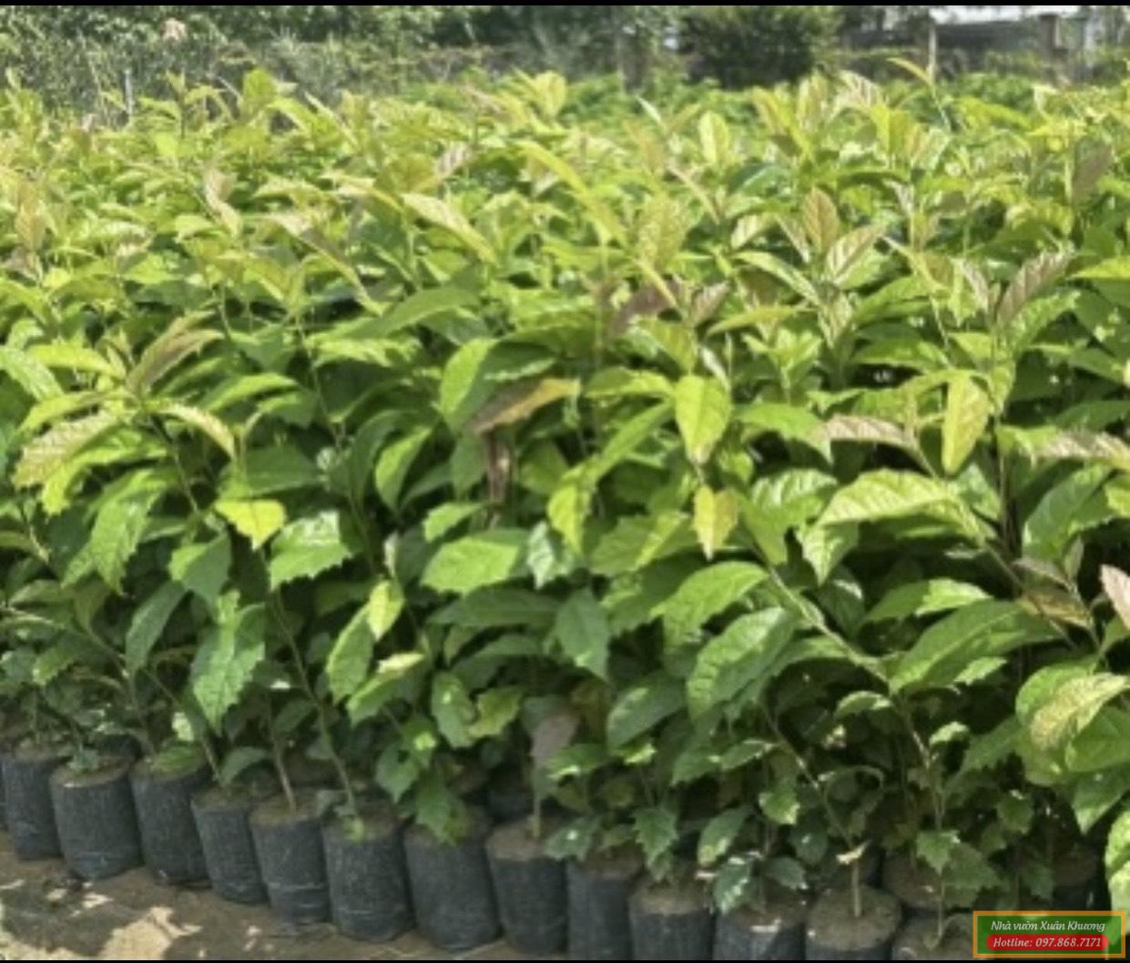 cây xạ đen giống