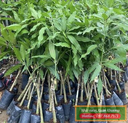 cây xoài thái giống