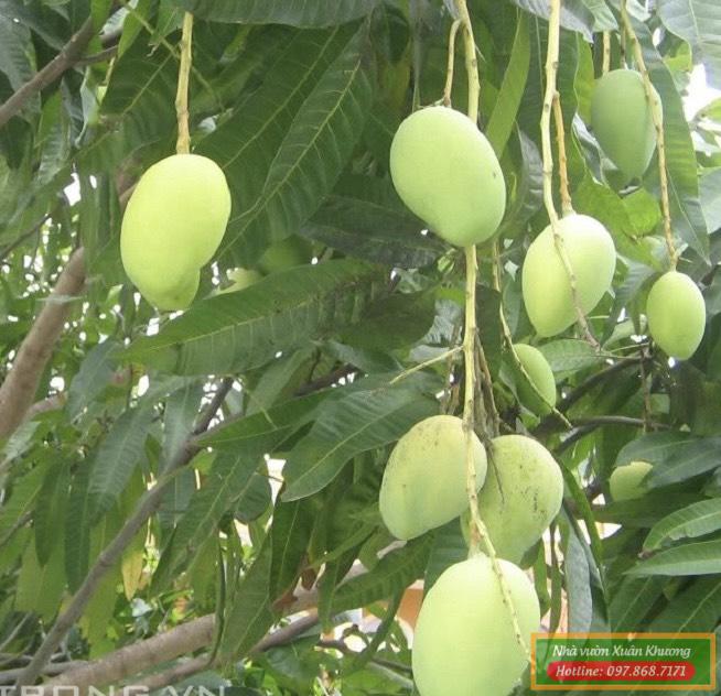 cây xoài tứ quý