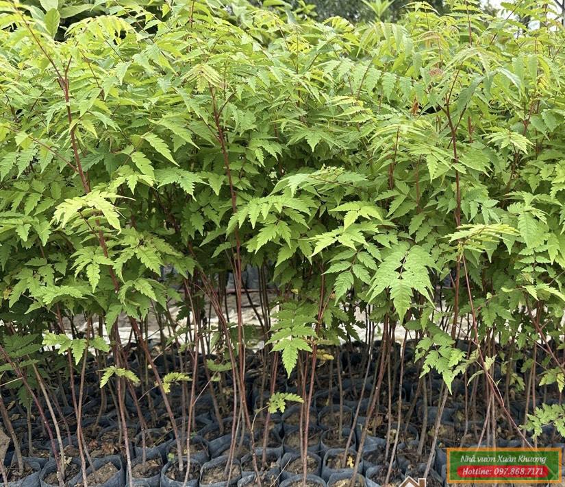 cây xoan đào giống