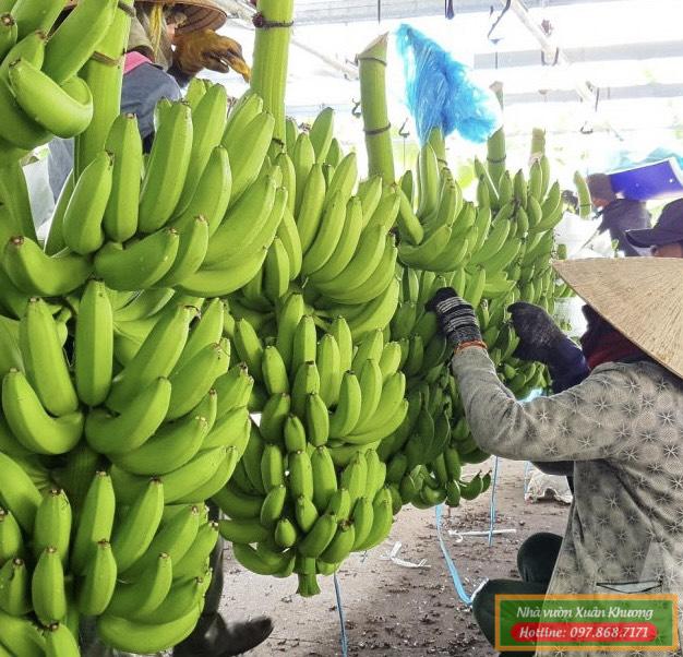 chuối già nam mỹ (2)