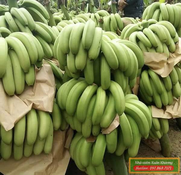 chuối tiêu hồng (1)