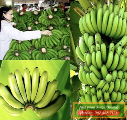 chuối tiêu hồng (2)