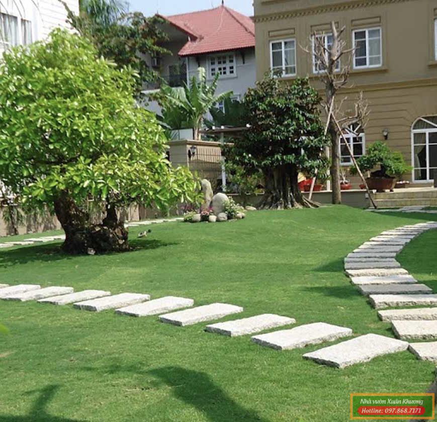 cỏ nhung nhật (3)