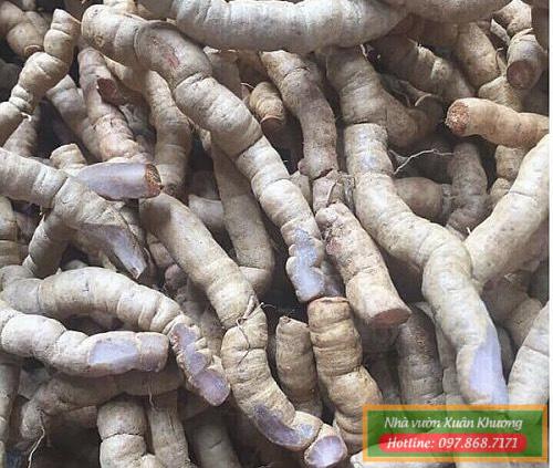 củ ba kích (1)