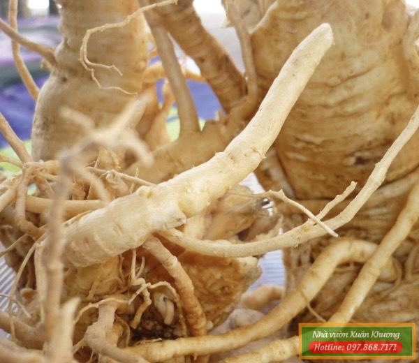 củ đinh lăng quý (2)