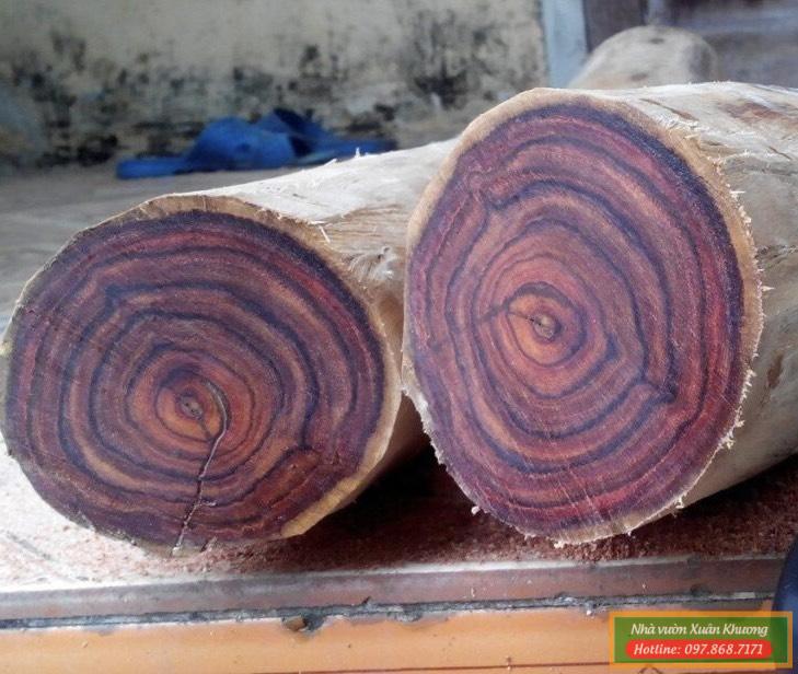 gỗ sưa đỏ (1)