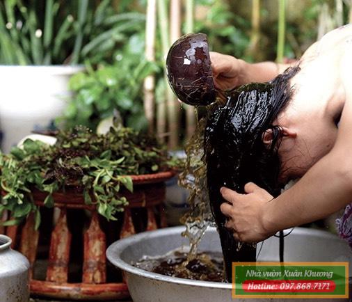 gội đầu bằng quả bồ kết