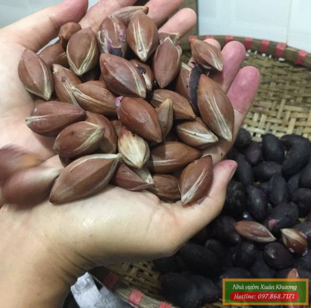 hạt trám đen