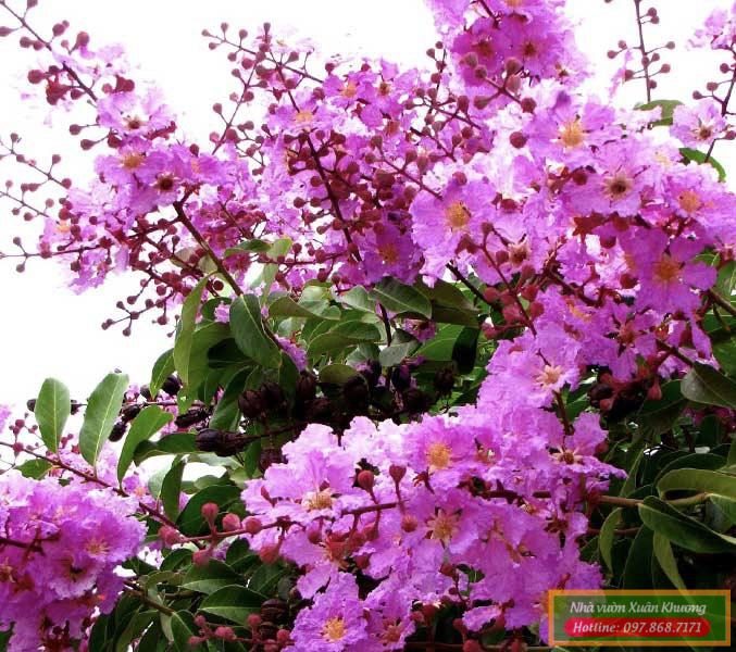 hoa bằng lăng (1)