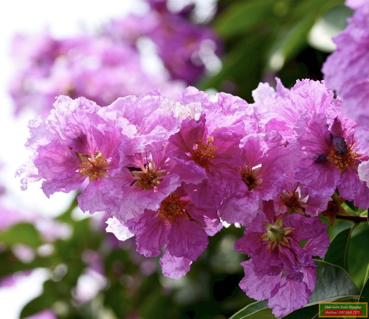 hoa bằng lăng (2)