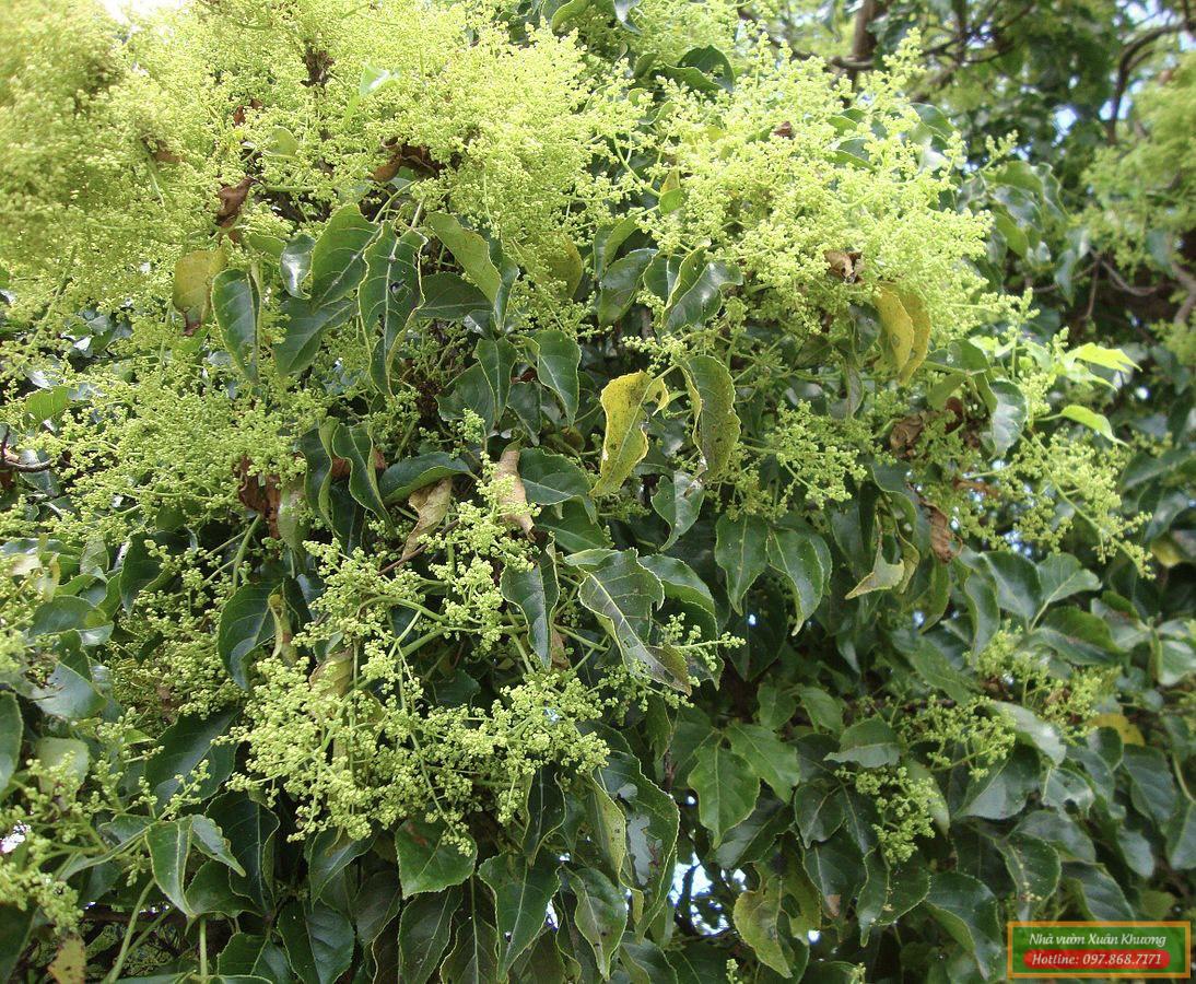 hoa cây nhội