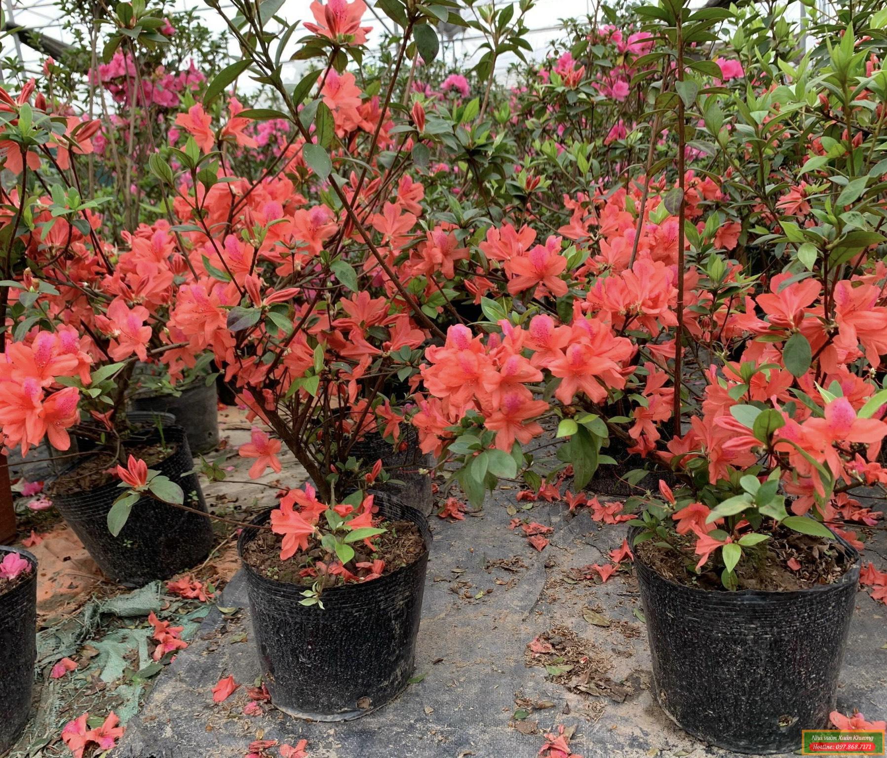 hoa đỗ quyên (2)