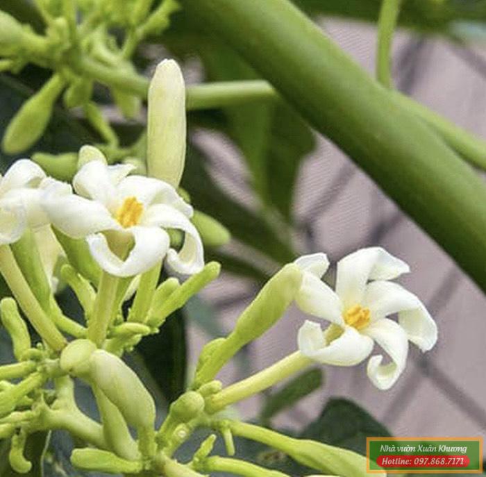 hoa đu đử đực vị thuốc thần kỳ