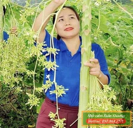 hoa đu đủ đực