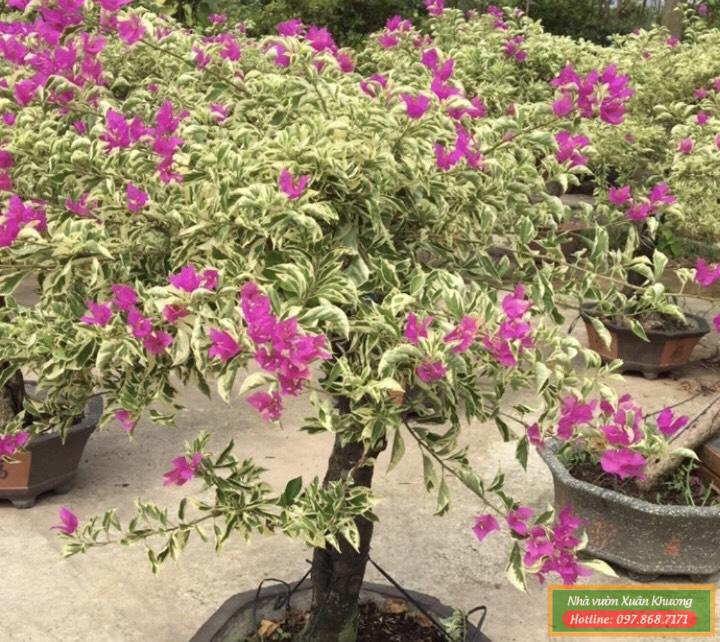 hoa giấy cẩm thạch (1)