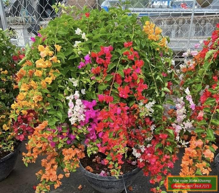 hoa giấy ngũ sắc (1)