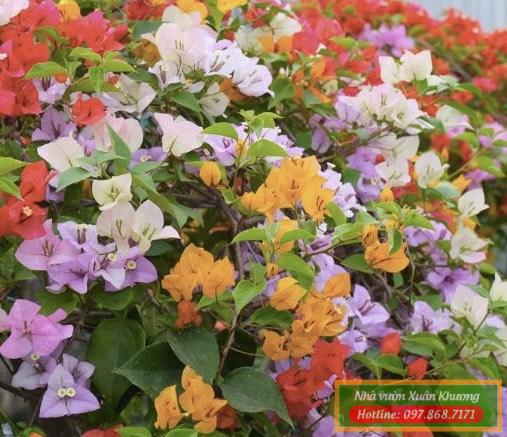 hoa giấy ngũ sắc (2)