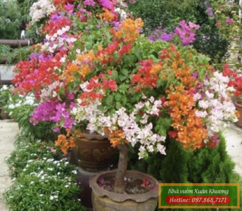 hoa giấy ngũ sắc (3)